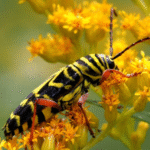 Locust borer