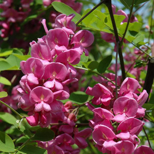 Purple Robe Locust Flower